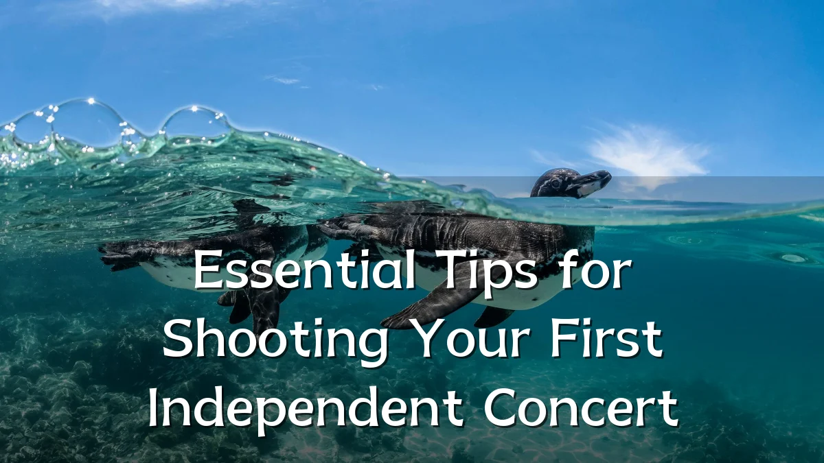 Essential Tips for Shooting Your First Independent Concert